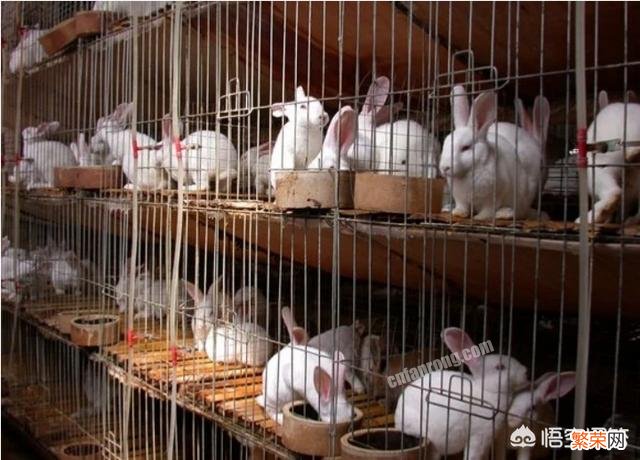 在农村养殖肉兔怎么样？