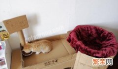 自制长纸箱猫窝教程简单 自制长纸箱猫窝教程