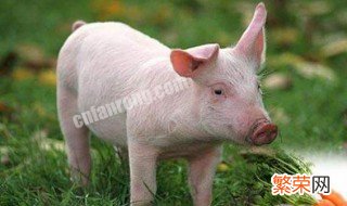 育肥猪的生产管理方法 育肥猪的最佳管理方法