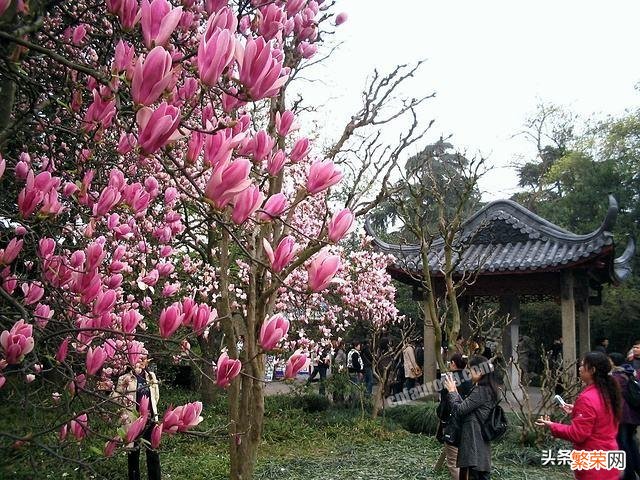 春天里来百花开,疫情过后尽开颜。能把你眼里的最美春光晒出来吗？怎么样？