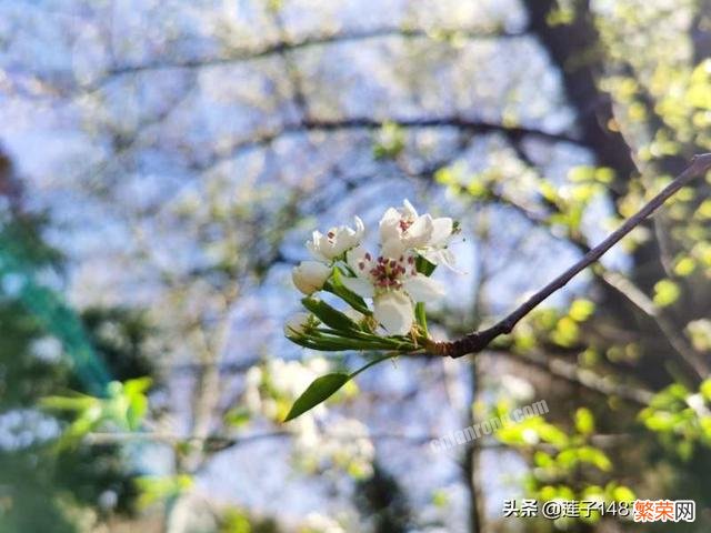 春天里来百花开,疫情过后尽开颜。能把你眼里的最美春光晒出来吗？怎么样？