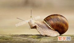 蜗牛的养殖方法如何饲养蜗牛 蜗牛养殖和管理方法
