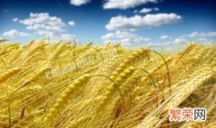 云南哪个市种植小麦 云南什么地方种小麦
