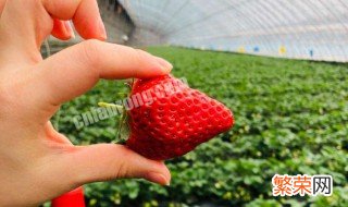 辽宁丹东草莓几月份上市 丹东草莓几月份上市