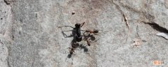 弓背蚁属百科 弓背蚁又被称为