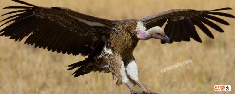 秃鹫的天敌 秃鹫的天敌是什么动物