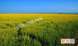 青海油菜花几月份开 青海油菜花几月份开到结束