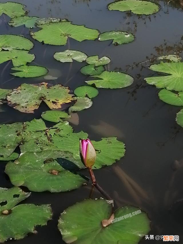 请问荷花的又名是什么？可以说出一首有关荷花的古诗吗？