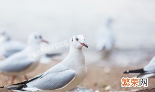 鸽子为什么是和平的象征 鸽子是和平的象征的原因