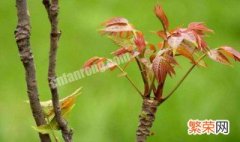 香椿种子催芽方法 香椿种子如何催芽