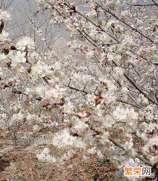 樱花和樱桃花有何区别？