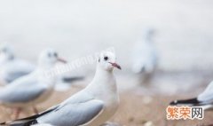 为什么鸽子代表和平 为啥鸽子代表和平