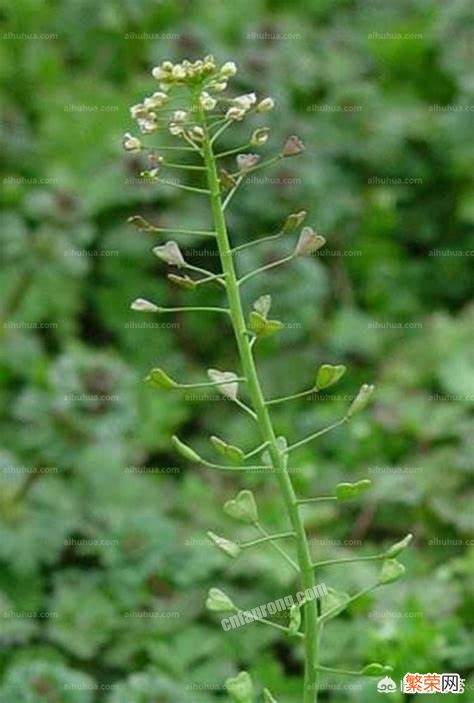 七零八零常吃的美味野荠菜,你吃过吗？