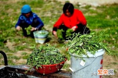 怎样栽培野生荠菜？