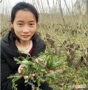 荠菜好卖么,大田地种荠菜卖,效益会咋样呢？