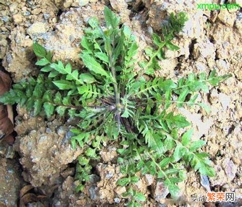 荠菜好卖么,大田地种荠菜卖,效益会咋样呢？