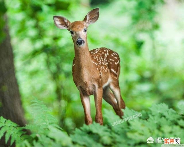 退耕还林后有很多野生动物,你遇到了什么？