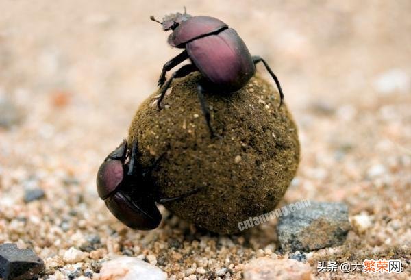 再回老家,你发现了多少儿时很多的动物,如今基本很少见了？