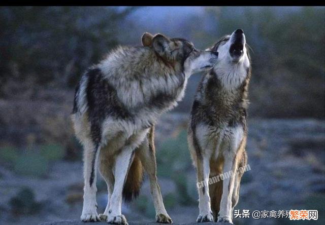 再回老家,你发现了多少儿时很多的动物,如今基本很少见了？