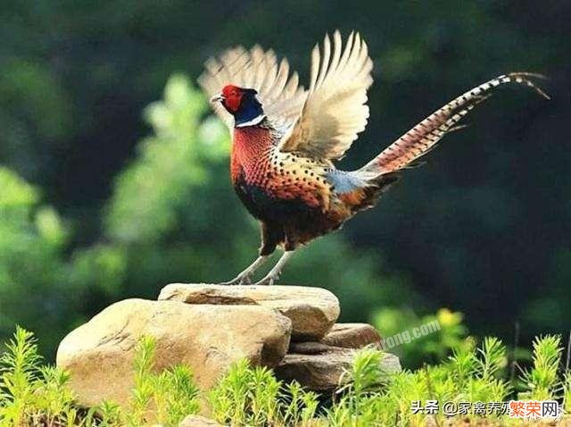 再回老家,你发现了多少儿时很多的动物,如今基本很少见了？