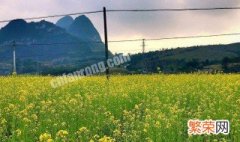 适合宜州山地高效种植药材的地方 适合宜州山地高效种植药材