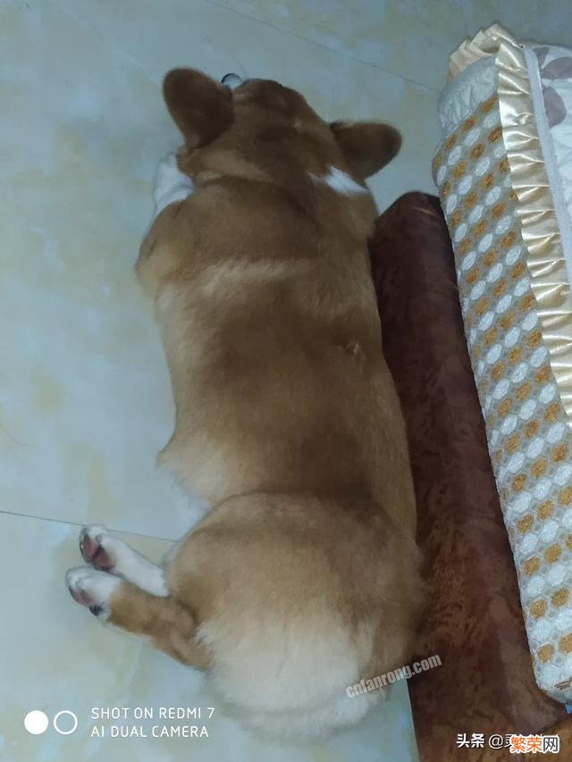 柯基犬,一只宛如精灵般的宠物犬！说说你爱上它的理由？