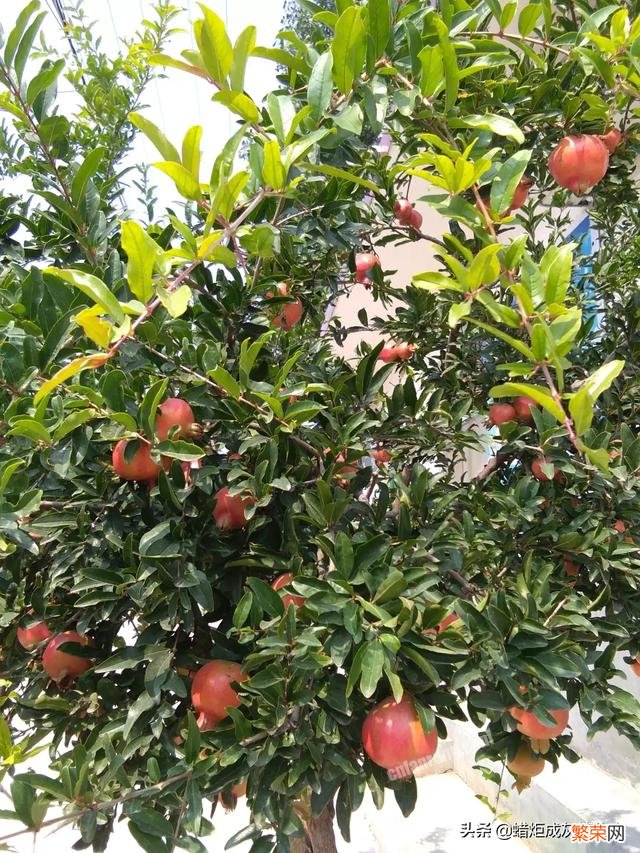 怎样快速学会拼读?