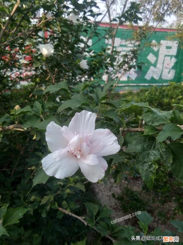 怎样快速学会拼读?