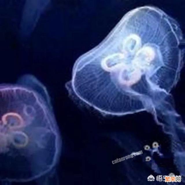 立方水母有多毒？