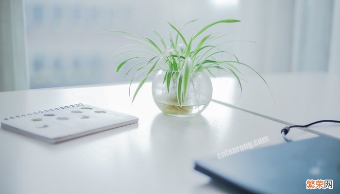 吊兰的作用 吊兰的作用与花语