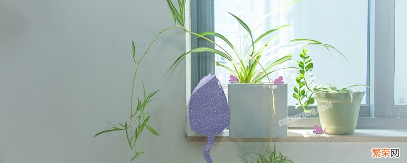 吊兰的作用 吊兰的作用与花语