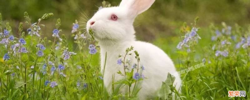 小白兔的特点和有趣的地方 小白兔有哪些特点有趣的地方