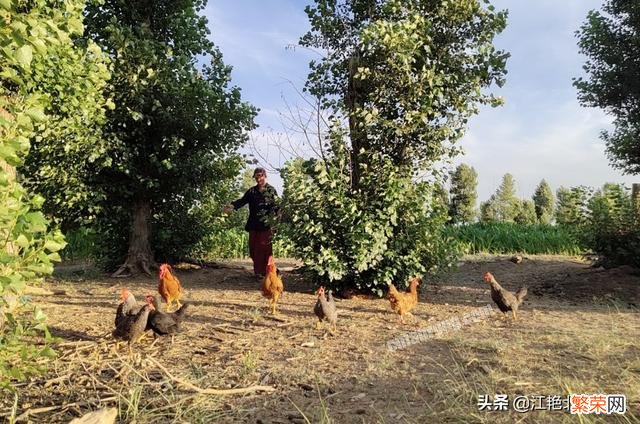 在果园散养土鸡,发现有黄鼠狼来咬鸡,有什么好的办法防治吗？