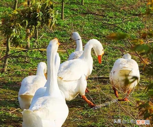 在果园散养土鸡,发现有黄鼠狼来咬鸡,有什么好的办法防治吗？