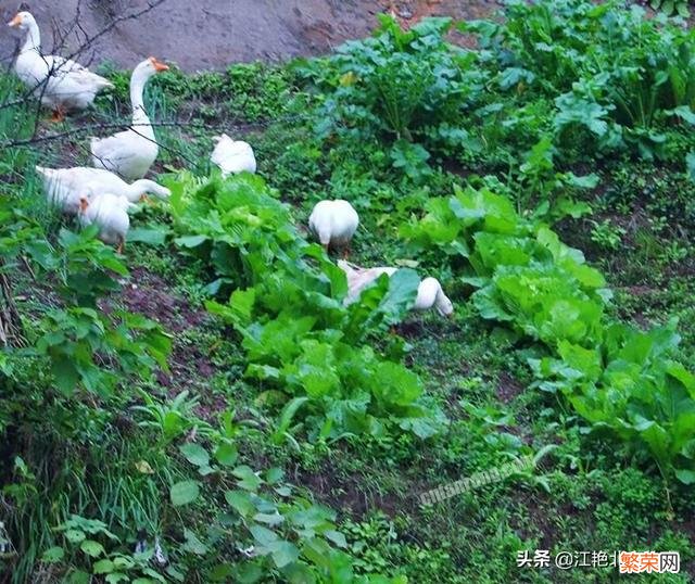 在果园散养土鸡,发现有黄鼠狼来咬鸡,有什么好的办法防治吗？