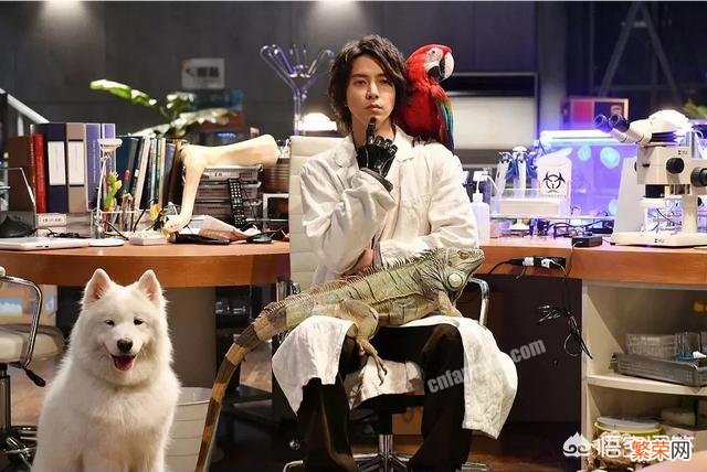 最近在追的日剧是哪部?