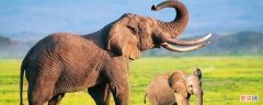 大象的鼻子为什么那么长绘本 大象的鼻子为什么那么长