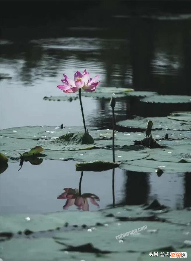 与荷花拍照怎么发朋友圈？