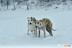 为什么从来没听说过灵缇犬,格力犬故意伤人的新闻？