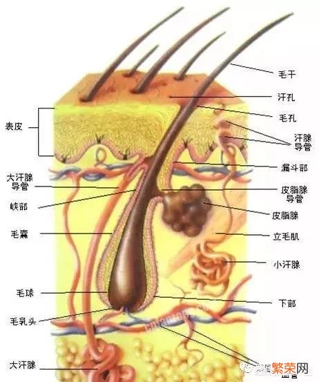 女生如何自己在家脱毛？