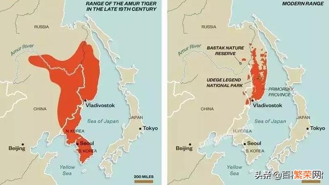 老虎是韩国最崇拜的动物,为何会在韩国绝迹？