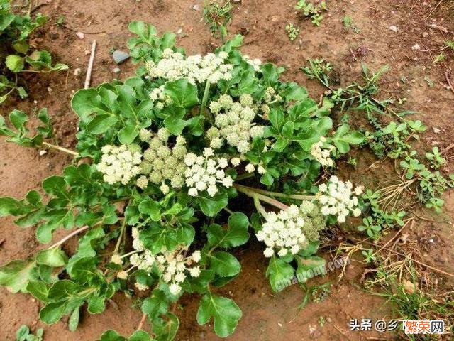 沙参种植技术和收益如何？