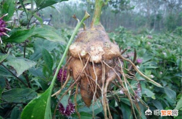 种植白术需要灌溉吗？需要注意什么？