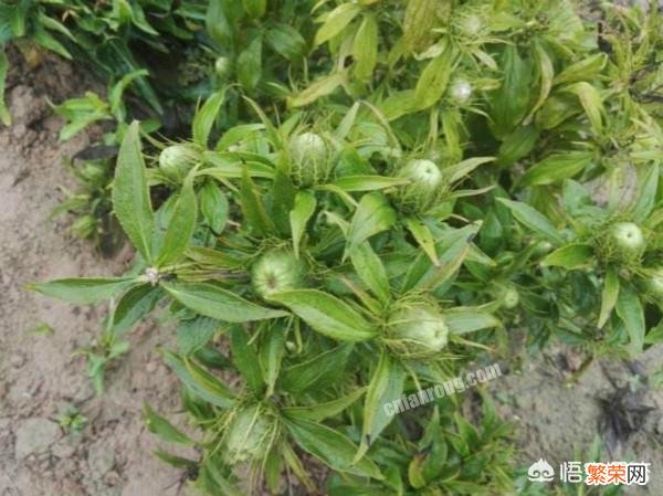 种植白术需要灌溉吗？需要注意什么？