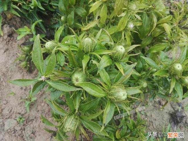 种植中药材白术,根腐病是“拦路虎”,又该怎样防治？