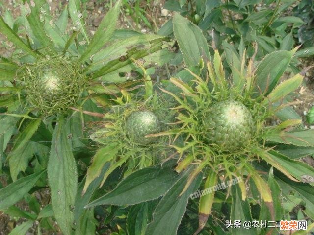 种植中药材白术,根腐病是“拦路虎”,又该怎样防治？