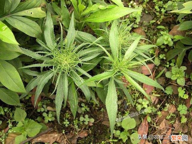 种植中药材白术,根腐病是“拦路虎”,又该怎样防治？