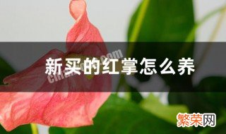 刚买回来的红掌怎么养护 刚买回来的红掌怎么养护和浇水