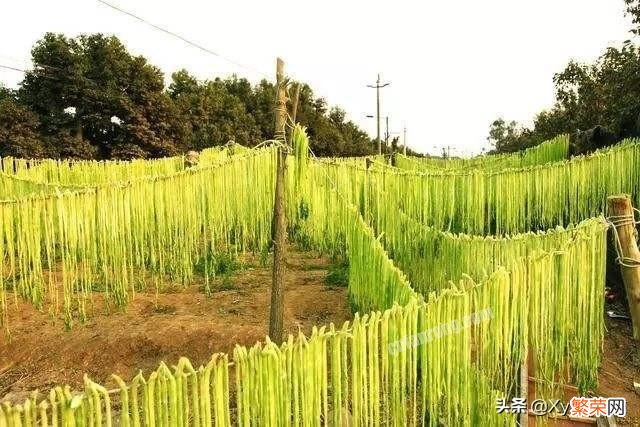 它被称为“贡菜”,种植一亩收入10000元左右,为何有的农民不乐意种？