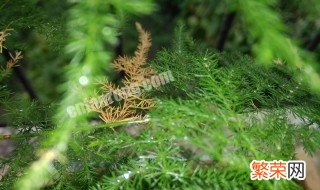 文竹可以浇啤酒吗 文竹可不可以浇啤酒